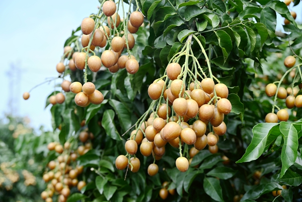 黑金刚黄皮种植基地的黄皮长势喜人。