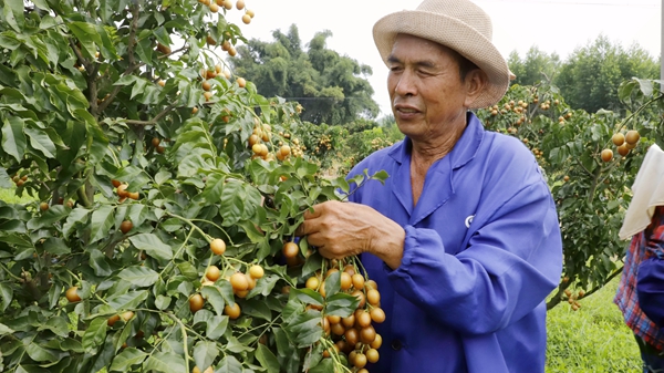 黑金刚黄皮种植基地内工人正在采摘黄皮。