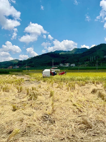 收割现场。