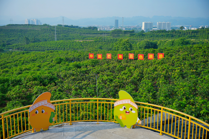 活动启动仪式在田东县小龙村芒果标准种植园举行。田东县委宣传部供图