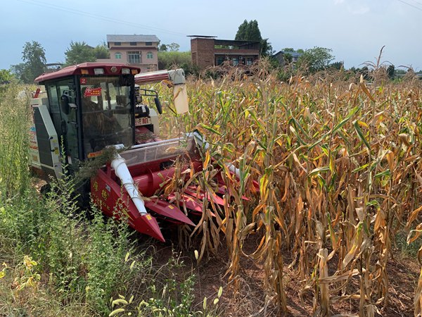联合收割机在玉米田间穿梭作业