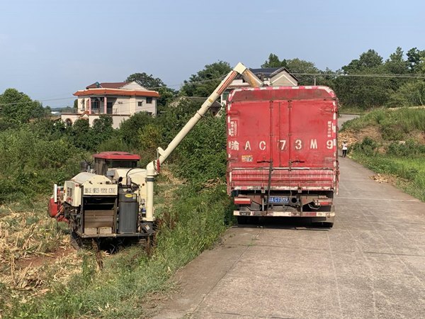 玉米收获机正在将作物装车