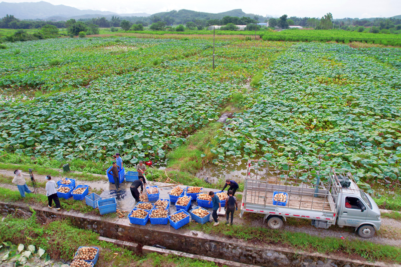 平桂區海元種養家庭農場村民在採收瓜果。