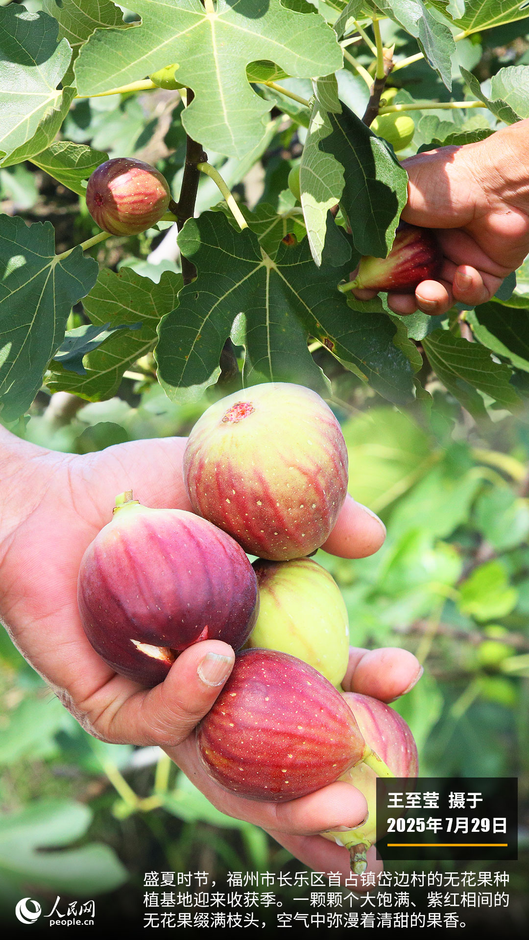 图片描述：内容概述