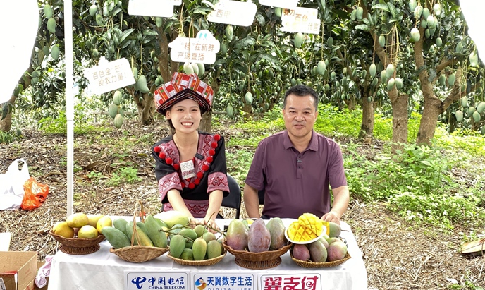 直播展现“百色芒果”。周凯仑摄