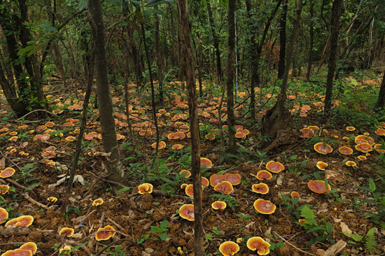 旧州镇林下仿野生灵芝种植基地。田林县委宣传部供图