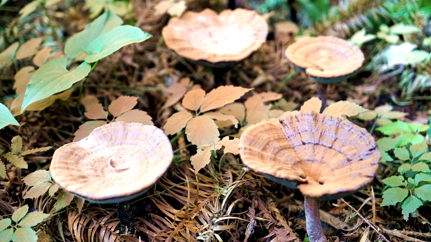 长在深山里孢子粉特别厚的灵芝  王兆萱摄