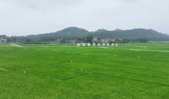 玉州区仁厚镇茂岑村的500亩高标准生态农田智能灯控灭虫