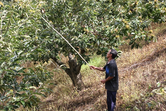 栗农正在用竹竿敲打板栗