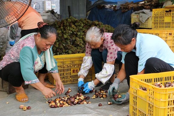 栗农对板栗进行过秤