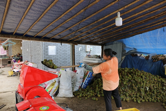 栗农正在使用板栗脱壳机对板栗进行脱壳