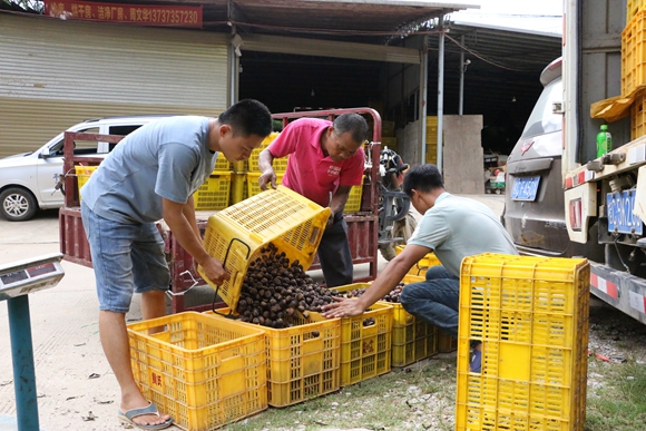 栗农正在对板栗进行过秤打包装箱发车