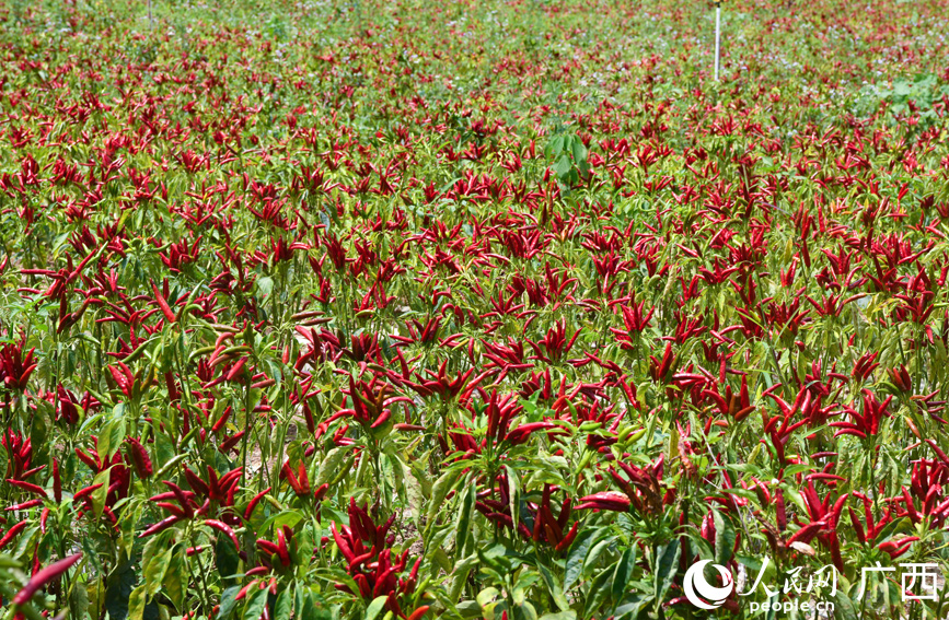 辣椒种植基地里一片红火。