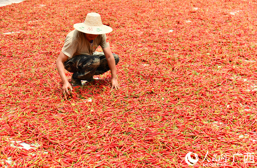 村民在晾晒辣椒。