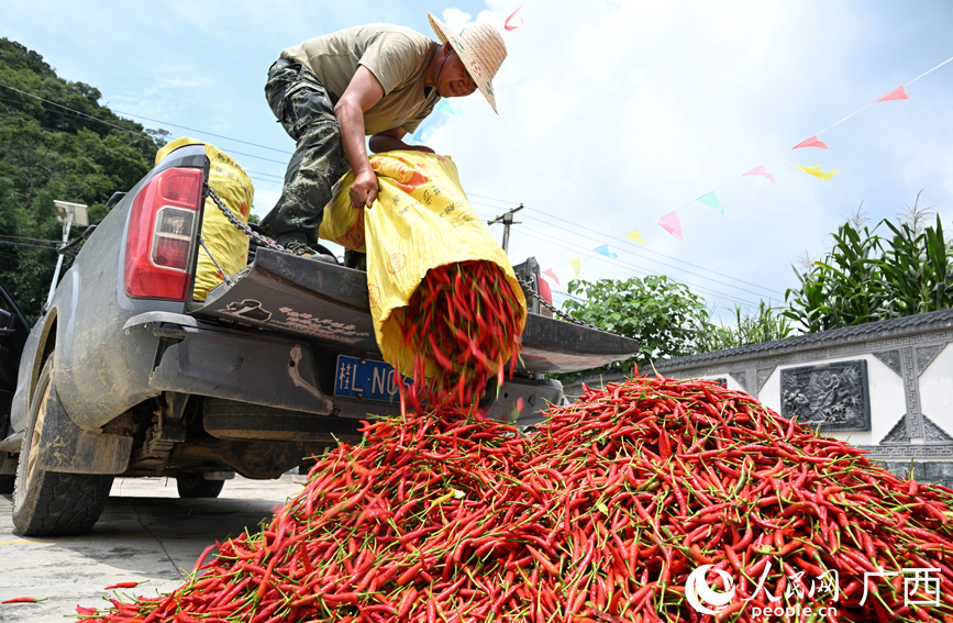村民将辣椒倒在地上晾晒。