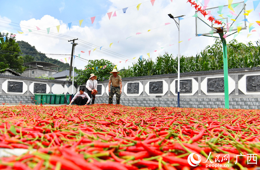 村民在整理晾晒的辣椒。