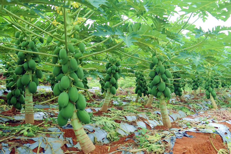 柳州市碧禾園家庭農場有限公司的木瓜種植基地。