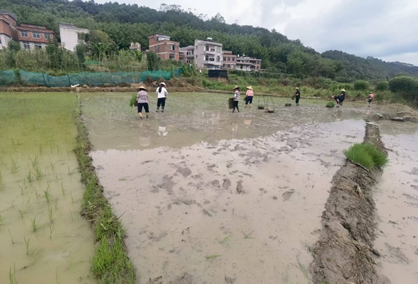 各鎮村民進行晚稻播插