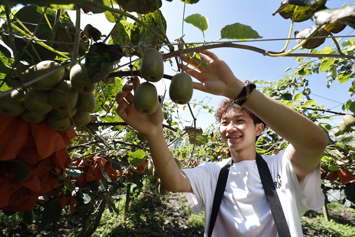 游客正在猕猴桃果园中体验采摘