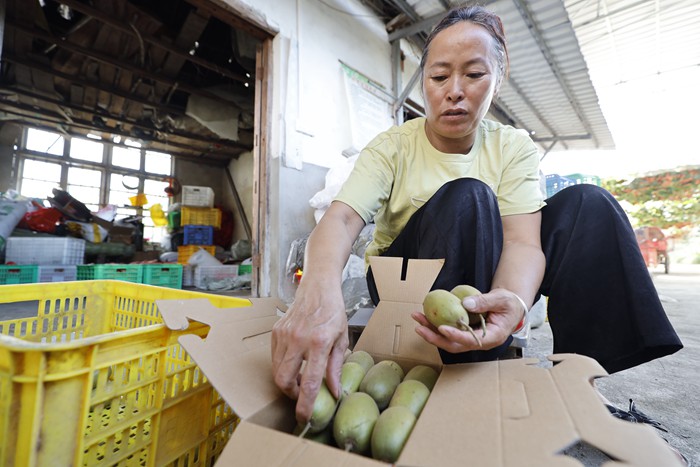 农户正在打包顾客预订的猕猴桃，准备发货。