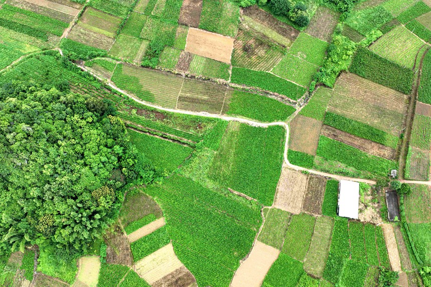 那布村群众种植的桑田全景。盘京摄