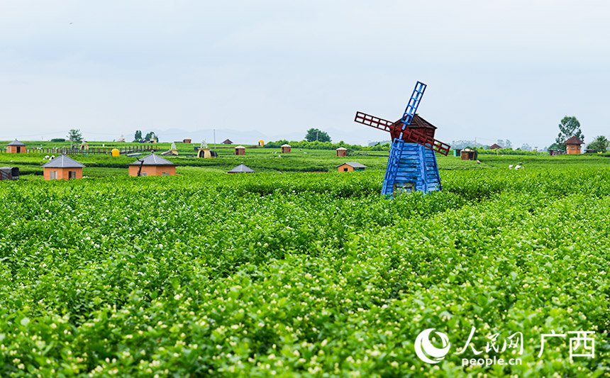 中華茉莉園。人民網 梁章暉攝