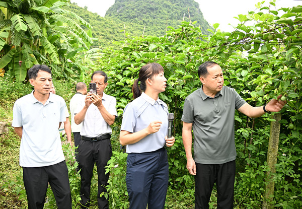 罗城政协委员在东门镇平洛村火烧窝特色水果种植基地察看百香果长势情况。韦如代摄