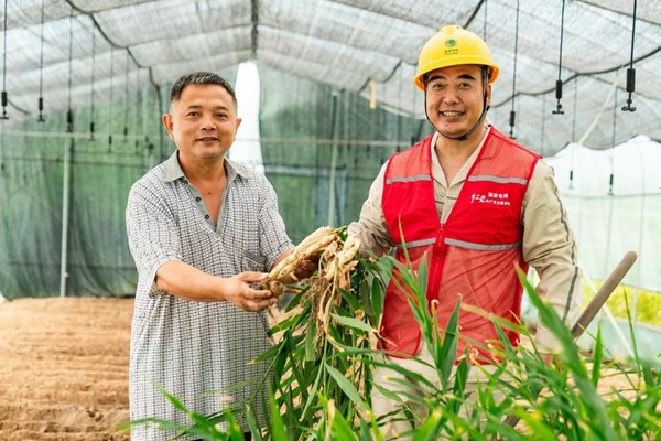 工作人员协助村民收获生姜。
