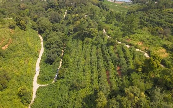 漫山遍野的中草药树苗郁郁葱葱，成垄的绿植在阳光下焕发勃勃生机。