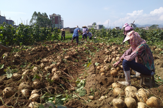 村民在采挖凉薯