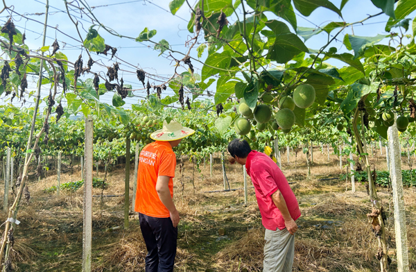 平安产险工作人员与农户到果园了解罗汉果生长情况。平安产险广西分公司供图