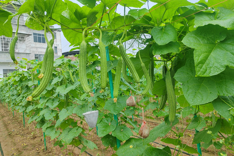 丝瓜丰收。
