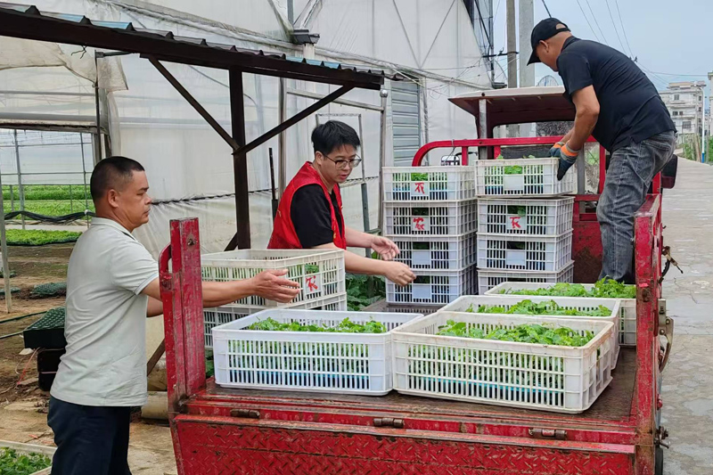 采购回来的优质丝瓜苗。