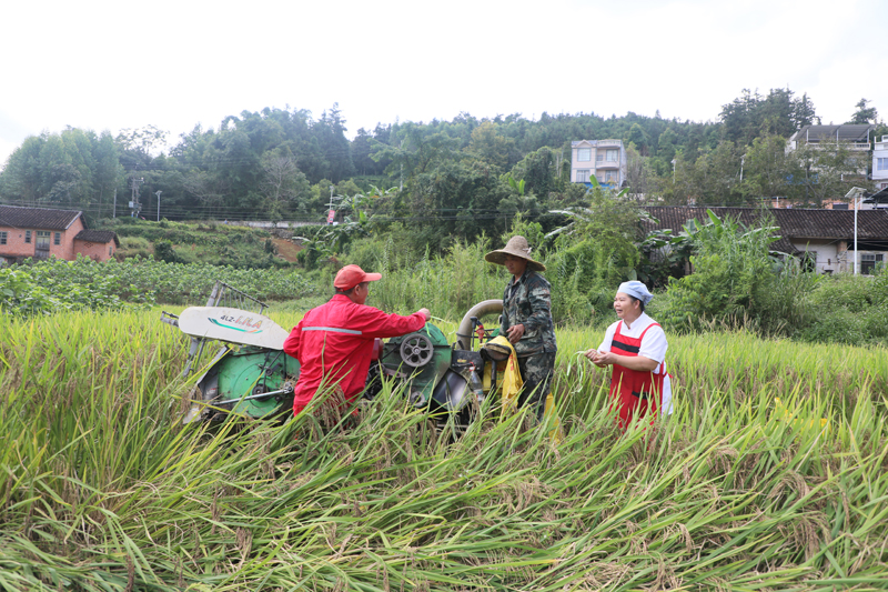 玉洪瑶族乡玉保村那保屯黑糯米谷粒饱满