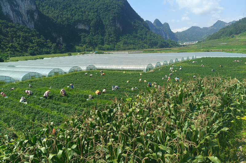 加尤镇央里村粤桂协作蔬菜种植基地丰收季