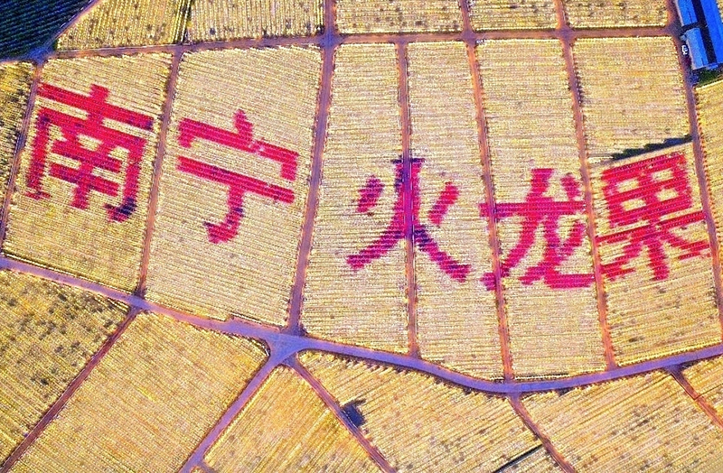 彩色火龍果燈組成的“南寧火龍果”。林仁榮攝