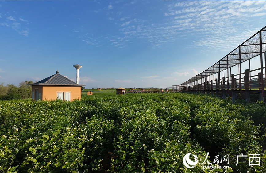 中華茉莉園。人民網 梁章暉攝