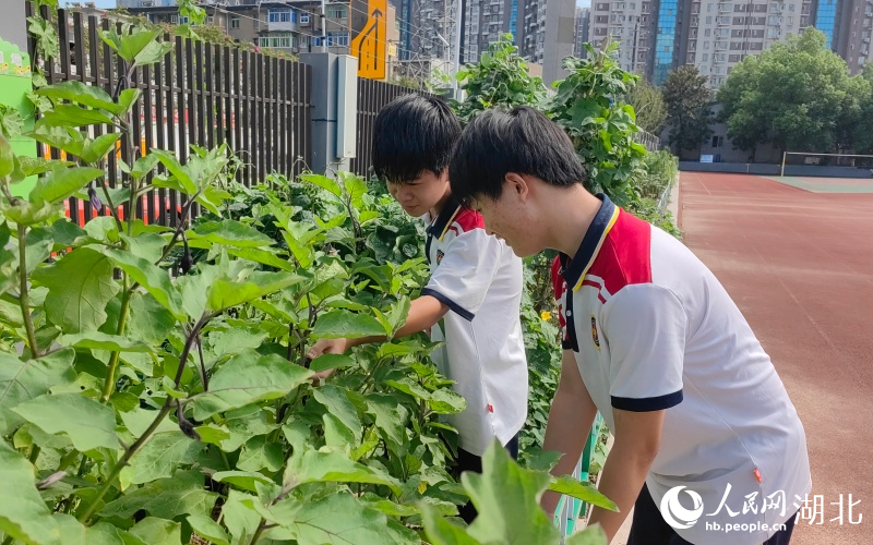 学生在劳动基地照顾蔬菜。