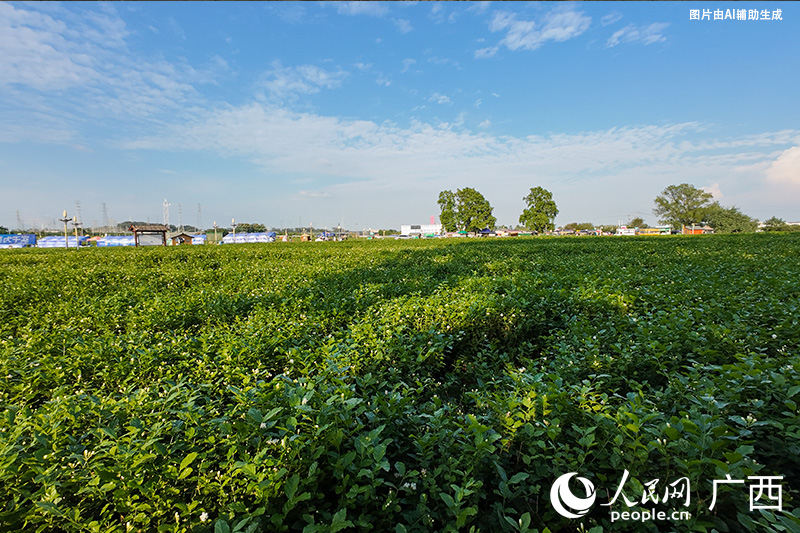 中華茉莉園。人民網 梁章暉攝