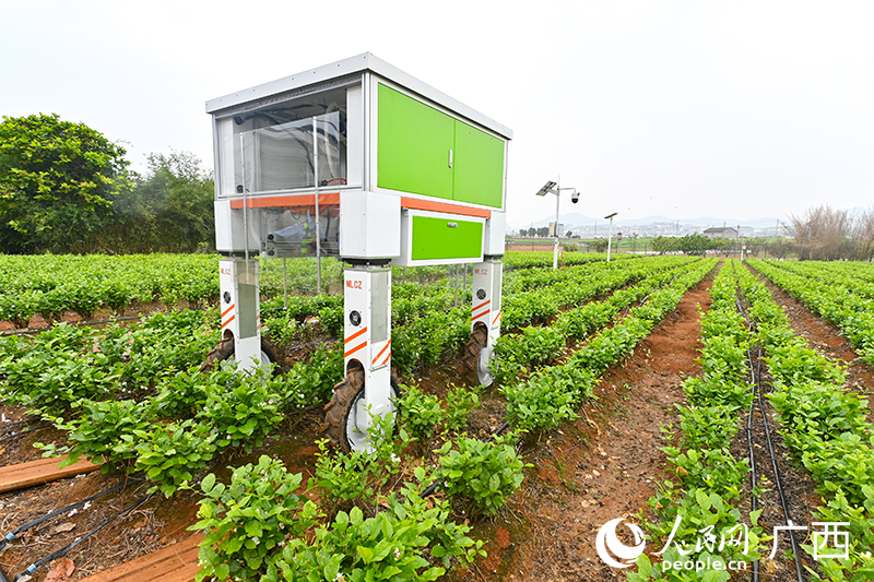 AI機器人在採摘茉莉花。人民網 雷琦竣攝