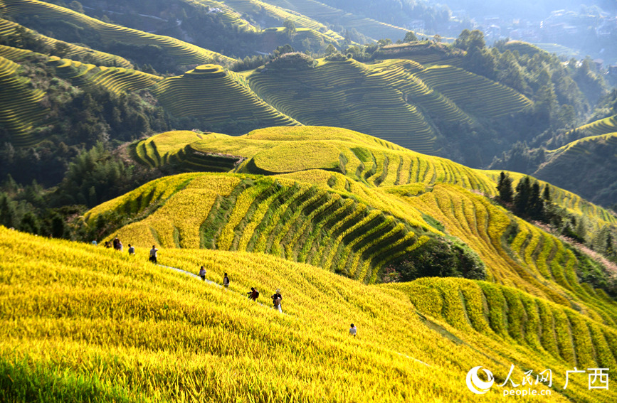 龍脊梯田景區吸引眾多中外游客前來觀光打卡。