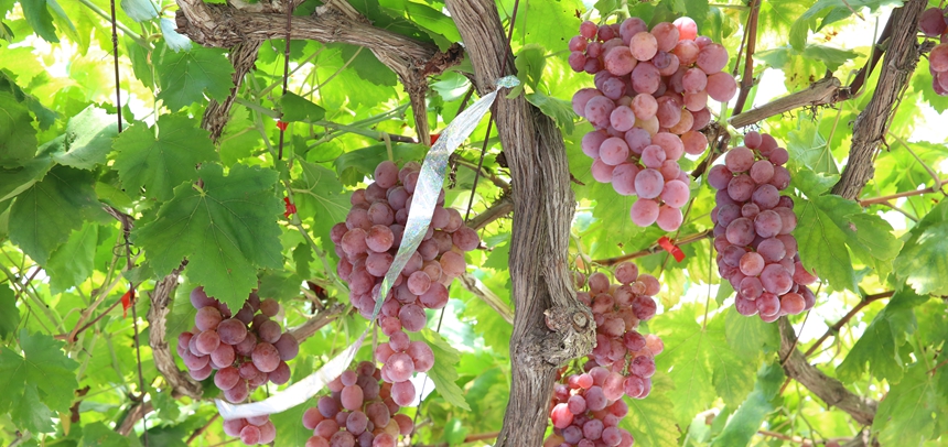 大庄田村种植的红提