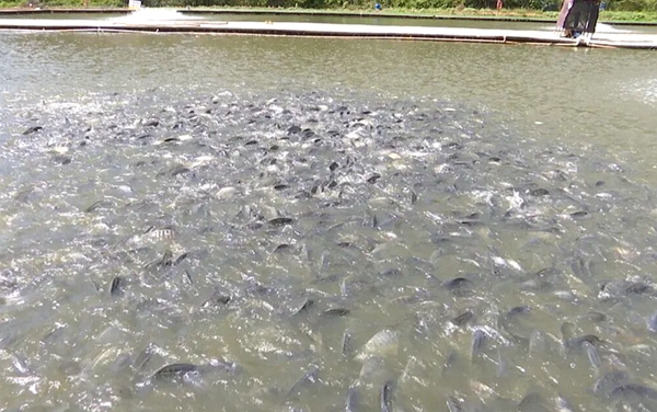 長洲鎮龍平村嘉禧農場現代化羅非魚養殖基地
