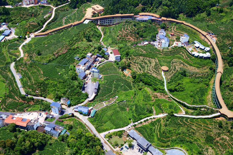 六堡镇黑石村茶园。向霖摄