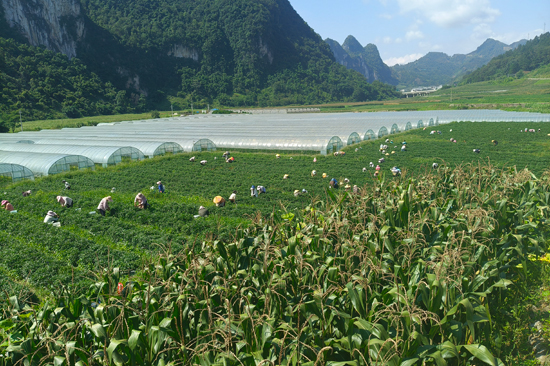 加尤镇央里村粤桂协作蔬菜种植基地丰收季。周俊位摄