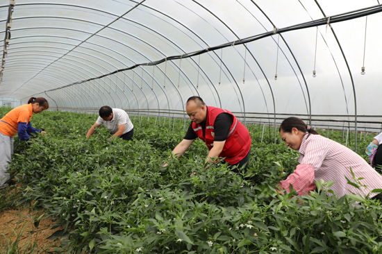加尤镇央里村粤桂协作蔬菜种植基地第一书记和群众一起收辣椒。。周俊位摄