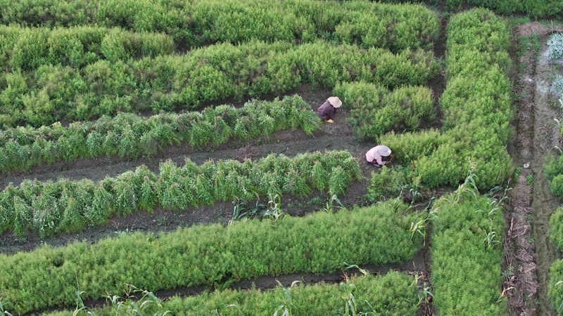 村民正在採收穿心蓮。