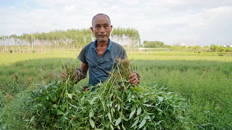 村民正在採收穿心蓮