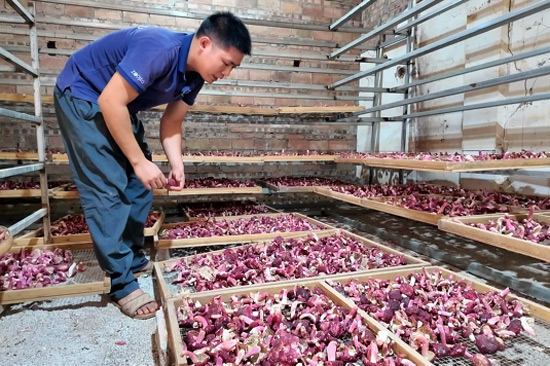 菇農正在查看紅菇烘干情況。