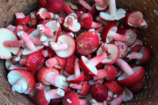 村民採摘的紅菇。